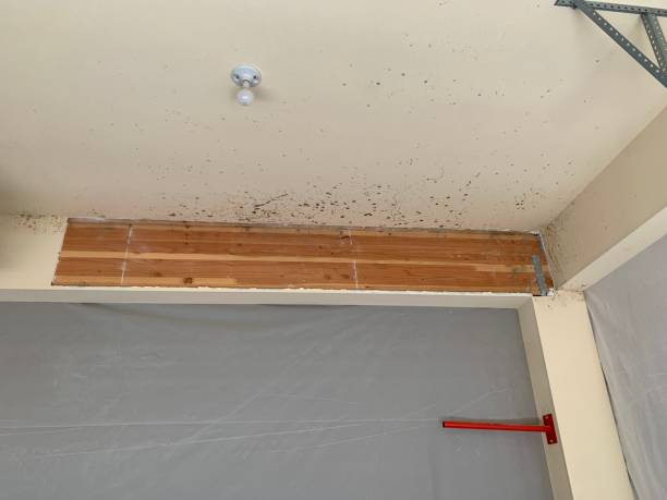 Best Basement Mold Removal  in Rshfield Hills, MA